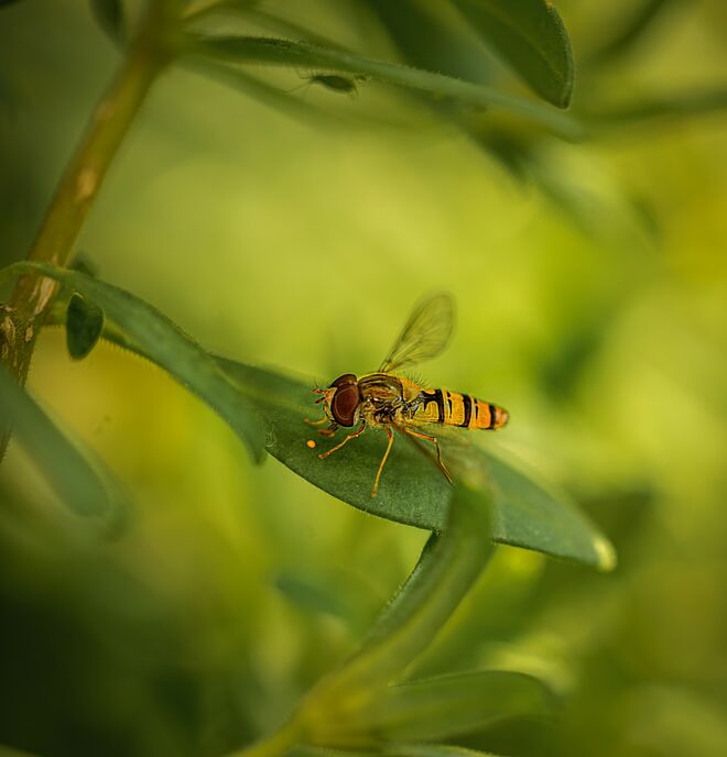 Kleines Insekt in großem Pflanzendschungel