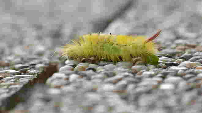 Die Raupe ...