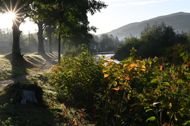 Morgenspaziergang entlang der Schwarza