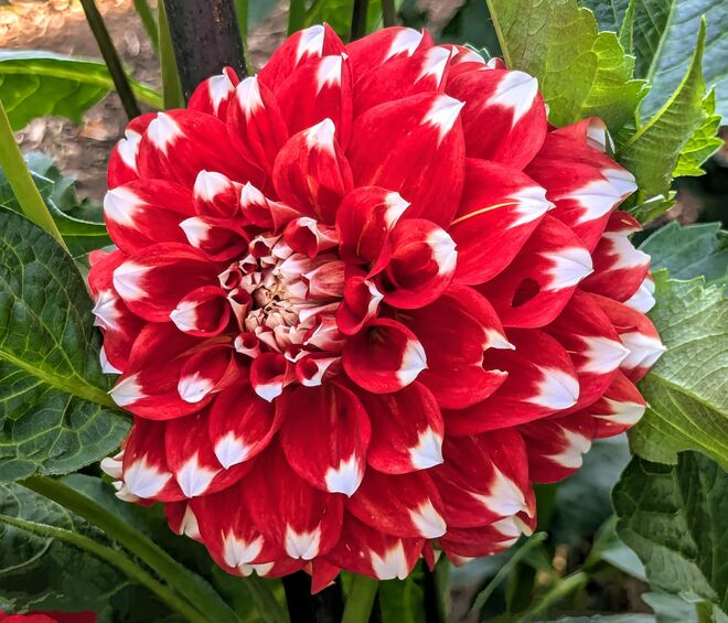 Dahlienblüte in Hellbrunn . . . .