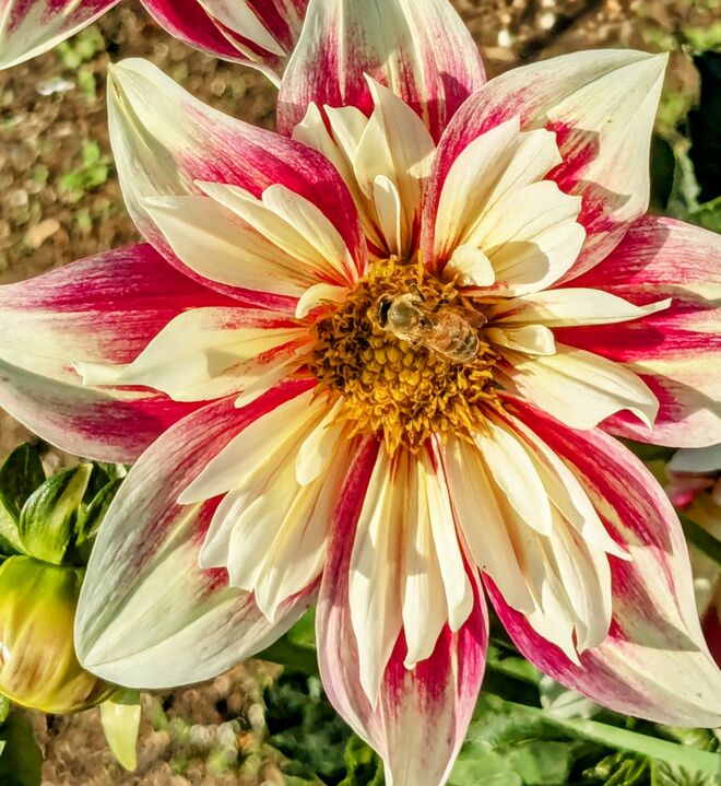 . . .  Dahlienblüte in Hellbrunn