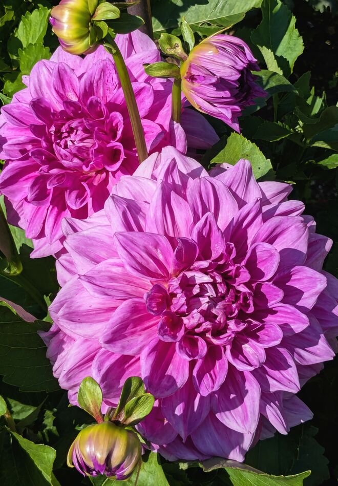 Dahlienblütenfreude . . . 