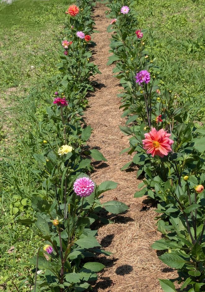 ein Dahlienbeet bekommt Farbe . . . 