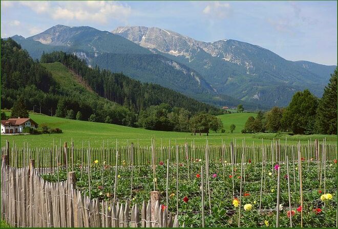 Bald werden es unzählbar viele Blütenköpfe sein