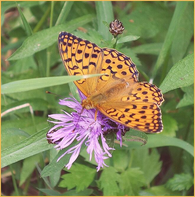 Ein sehr GROSSES DANKE an >>>