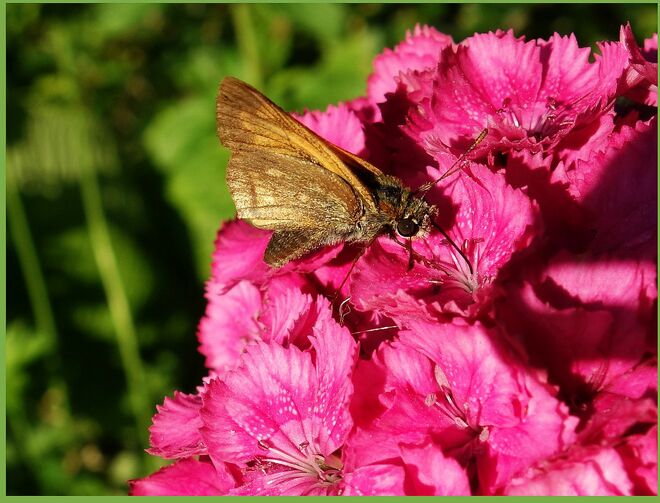 . . .  kleiner optimistischer Dickkopffalter . . . 