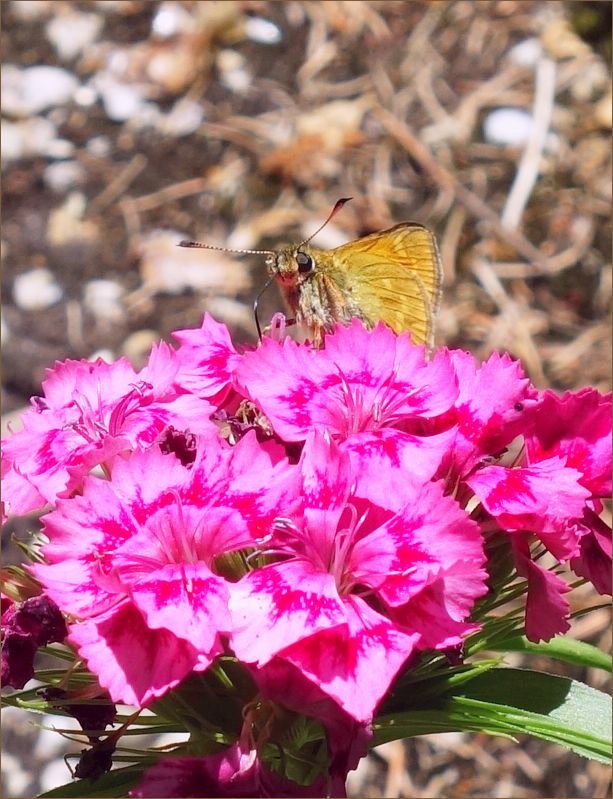 Dickkopffalter auf Büschelnelke