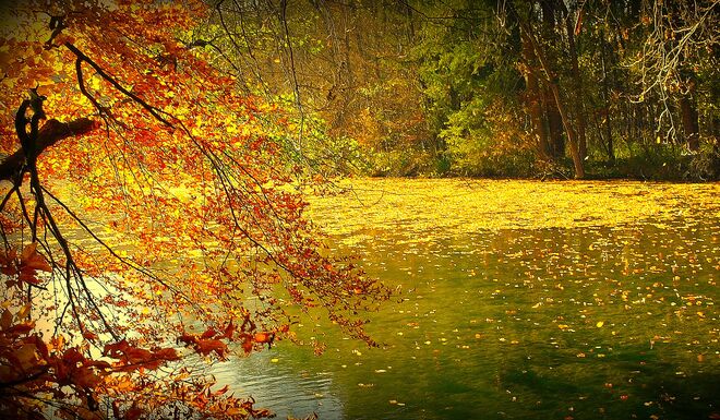 " FALLENDE BLÄTTER "