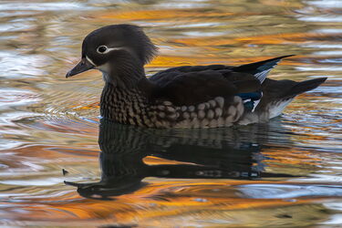 Die letzten Spiegelungen