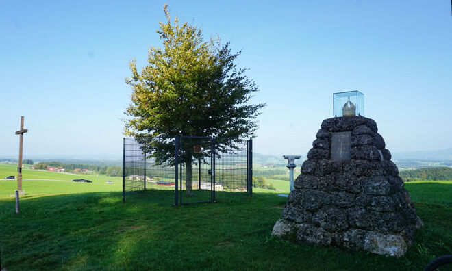 die neue Kaiserbuche