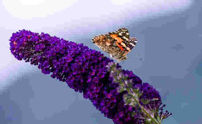 Distelfalter