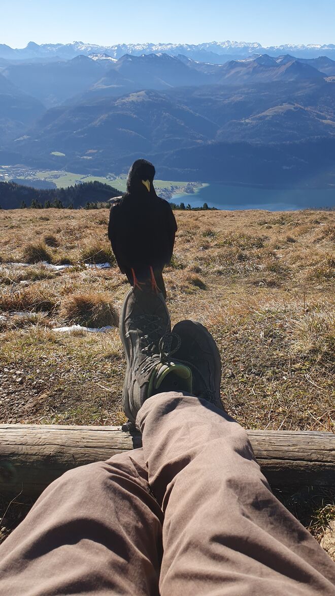 Begegnung am Schafberg