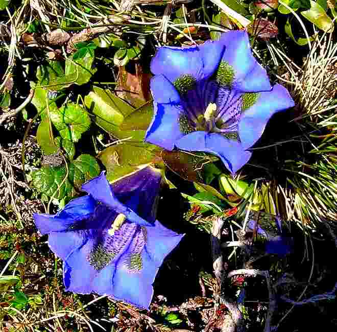 Stängelloser Silikat-Enzian (Gentiana acaulis)