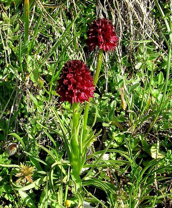 Schwaarzes Kohlröserl (Nigritella nigra)