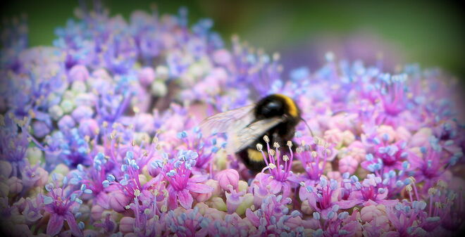 "BUNTES NEKTARPLATZERL"