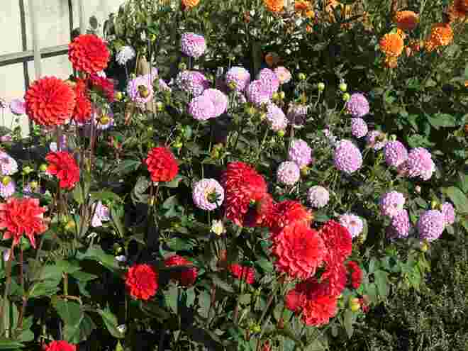 Dahlien  zeigen auf den Herbst