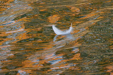 Auf bunten Wellen tanzen ......
