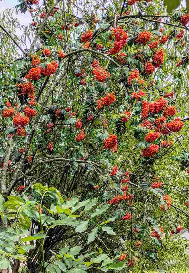 . . . die Feuerbeeren der Eberesche . . . 