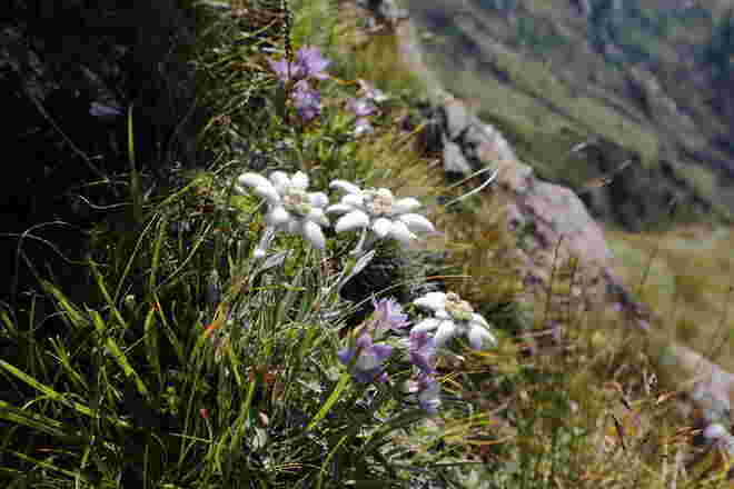 Edelweiss 1