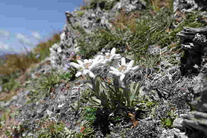 Edelweiss 2