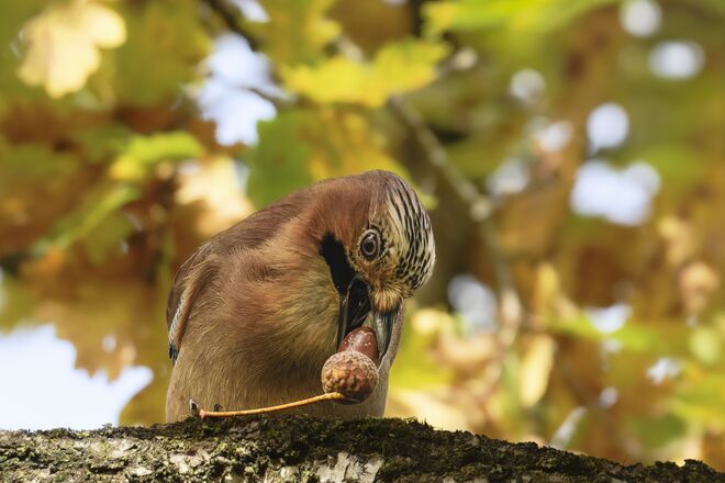 Eichelhäher bei der Jause