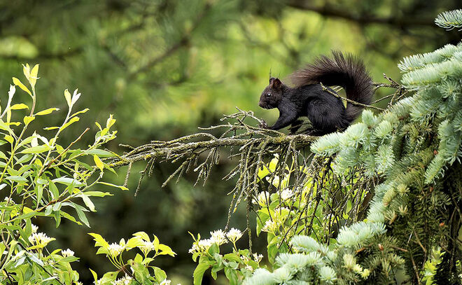 A-Hörnchen oder B-Hörnchen
