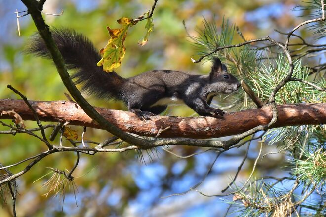 Flink durch den Herbst