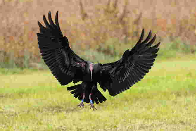 Eingeflogen 