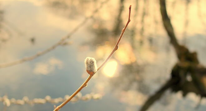 "ENKNACH-FRÜHLING 2"