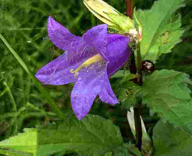 Einzelblüte mit Glanzpunkt . . . 