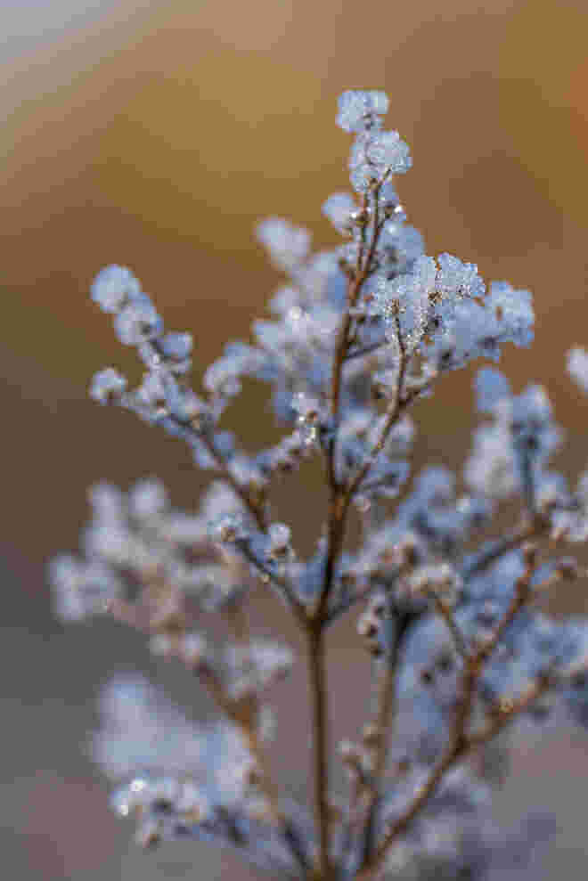Eisblume