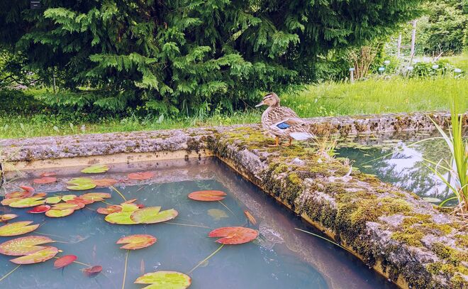 Entenpatrouille bei den Seerosenteichen . . .