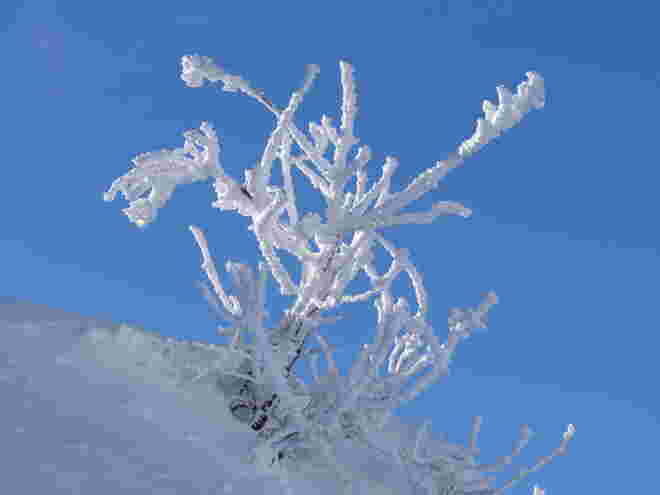 Winterpflanze