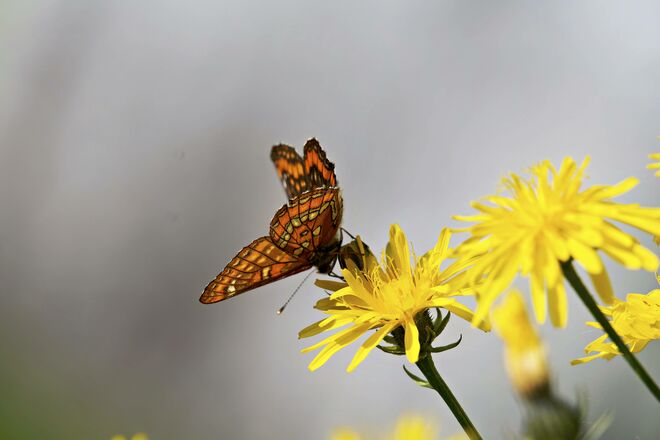 Eschen Scheckenfalter....