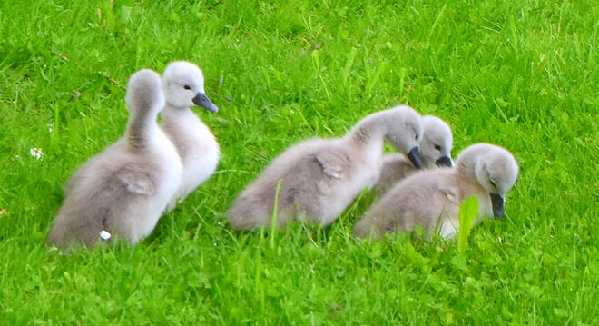 "KLEINE GRASHÜPFER "