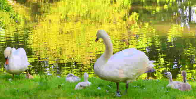 "FAMILIE KLIMT"