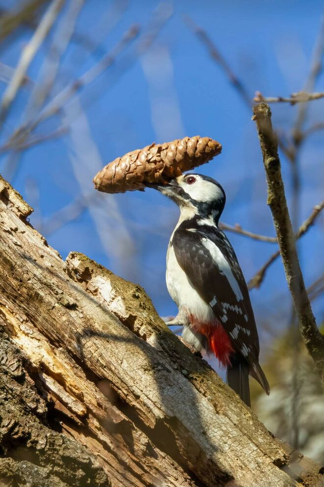 Arnold Spechtenegger beim Hanteltraining