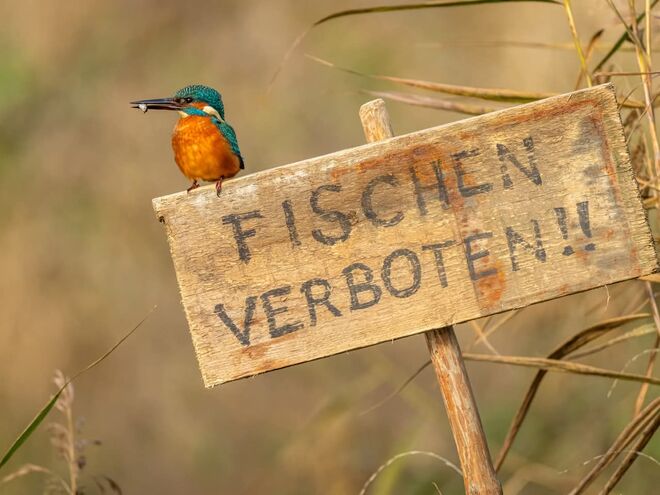 Ein Gesetzloser in Salzburg