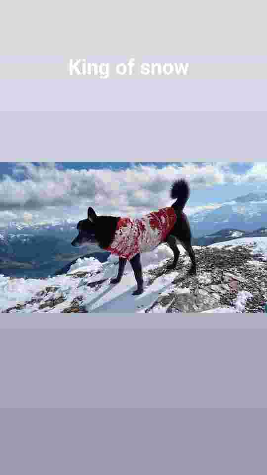 King of snow