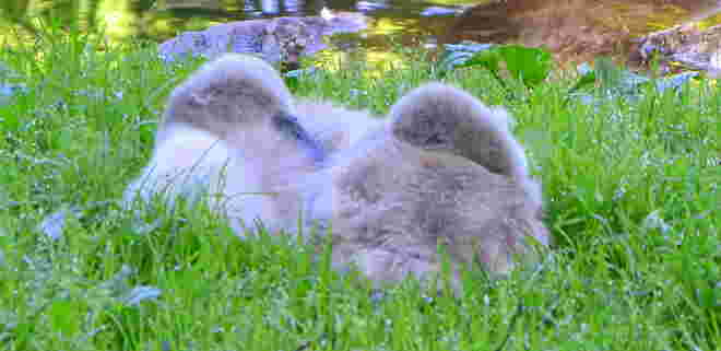 "FLAUSCHIGES NICKERCHEN"