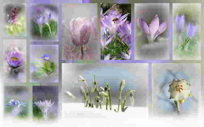 Der Frühling in pastell