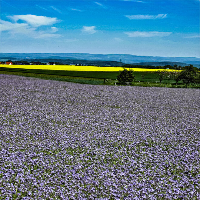 Farbenfrohe Felder: Flachs und Raps