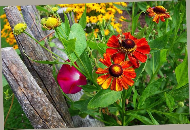 Farben am Rand des Bauerngartens