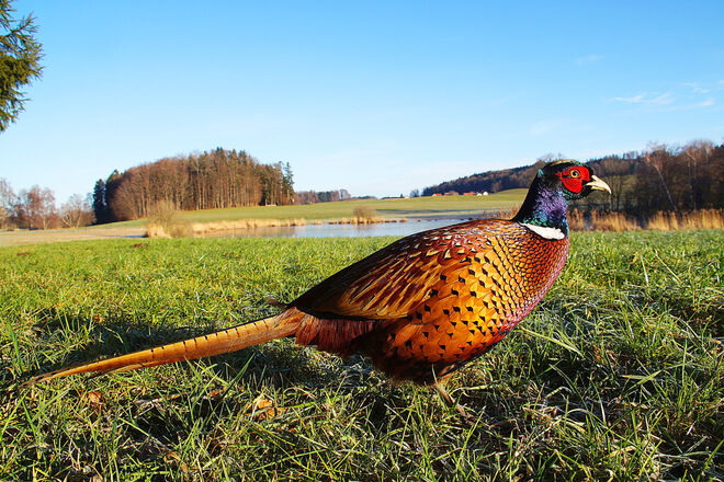 Bin ich nicht schön?