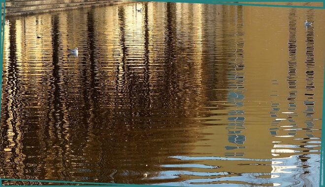 3 Möven im Februarsonnengold