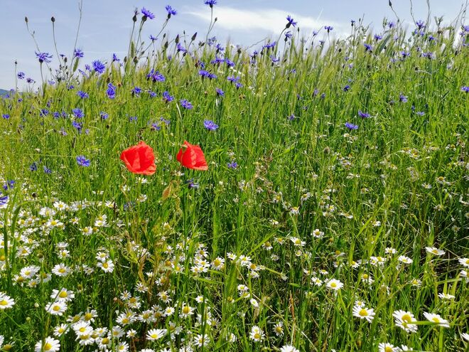 Feldblumen