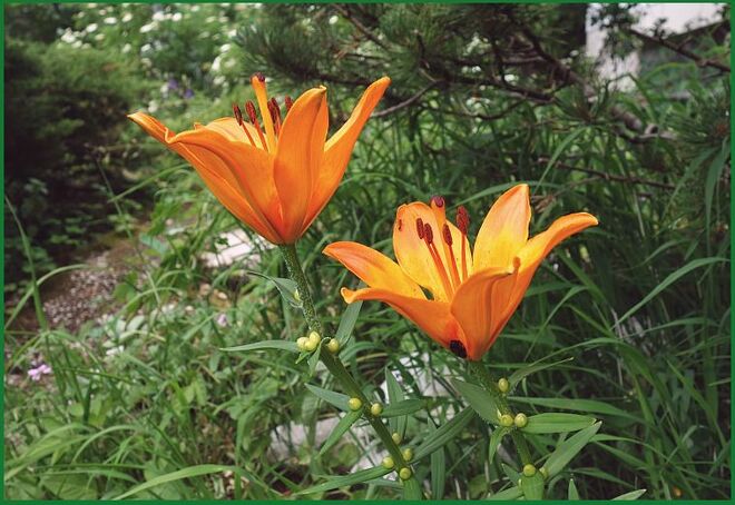 Feuerlilien ohne Gärtnerkunst