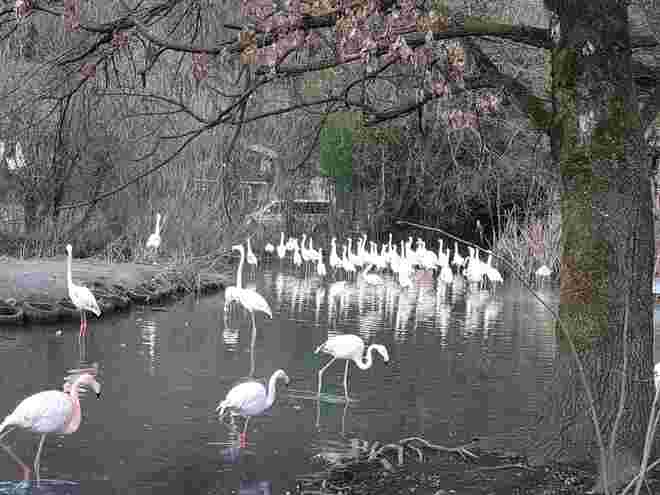 Flamingos