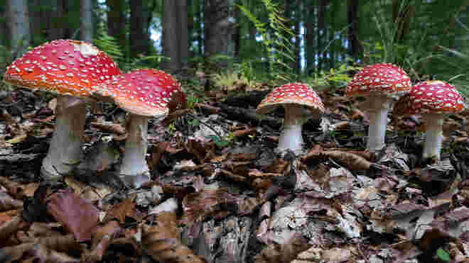 Fliegenpilze