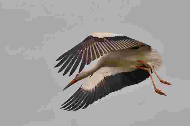 Toller Flugstil.